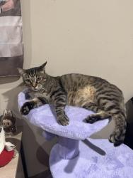 Lost Male Cat last seen Calle Olivo, Thousand Oaks, CA 91362