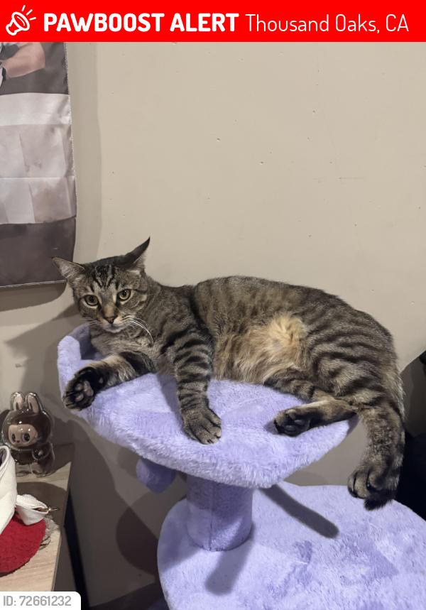 Lost Male Cat last seen Calle Olivo, Thousand Oaks, CA 91362