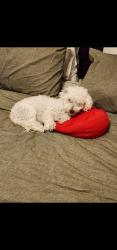 Lost Female Dog last seen GlenOaks Rd/DePortola Rd, Temecula, CA 92592