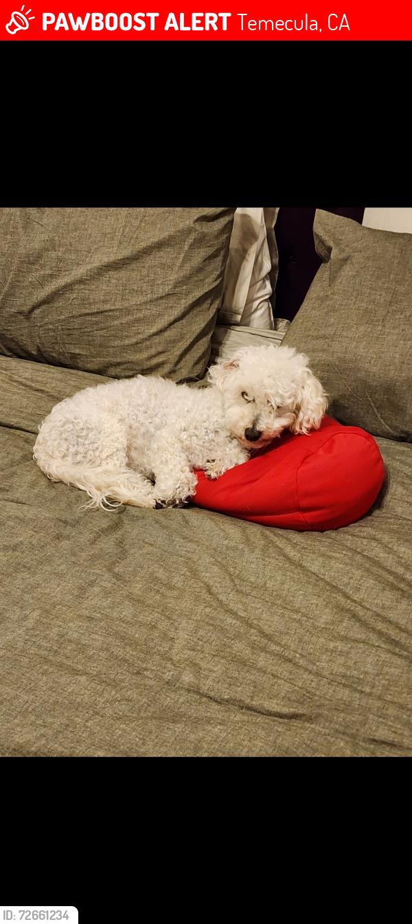 Lost Female Dog last seen GlenOaks Rd/DePortola Rd, Temecula, CA 92592