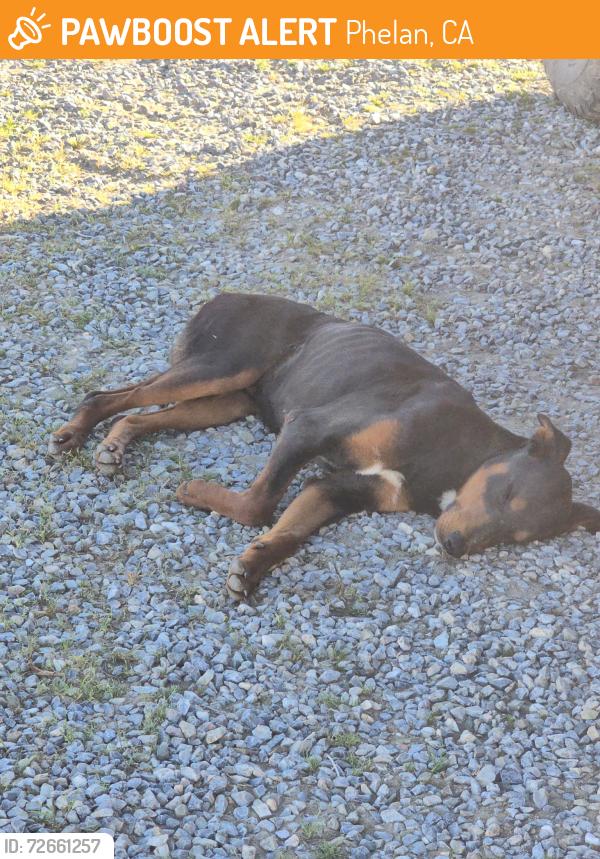 Found/Stray Male Dog last seen Luna Rd and Johnson Rd, Phelan, CA 92371