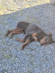 Found/Stray Male Dog last seen Luna Rd and Johnson Rd, Phelan, CA 92371