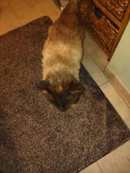 Found/Stray Male Cat last seen 21st Street and Wilson lane , Ogden, UT 84401