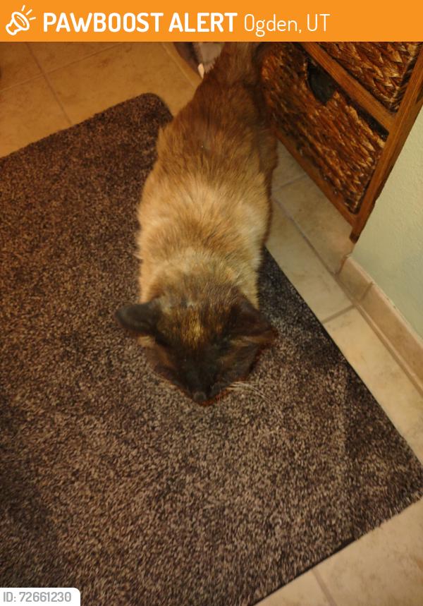 Found/Stray Male Cat last seen 21st Street and Wilson lane , Ogden, UT 84401