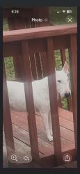 Found/Stray Unknown Dog last seen St. Michael Rd and Lincoln Rd. Spokane, Spokane, WA 99217