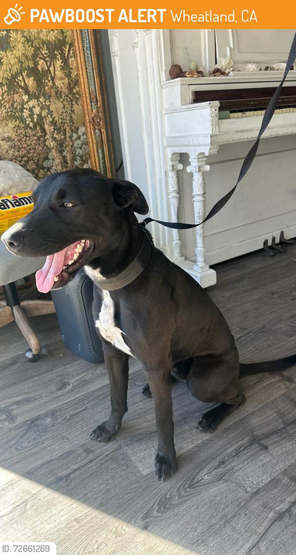 Found/Stray Male Dog last seen Donnor Court, Wheatland, CA 95692