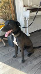 Found/Stray Male Dog last seen Donnor Court, Wheatland, CA 95692