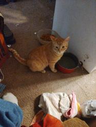 Lost Male Cat last seen 38th North and Geraldine , Oklahoma City, OK 73112