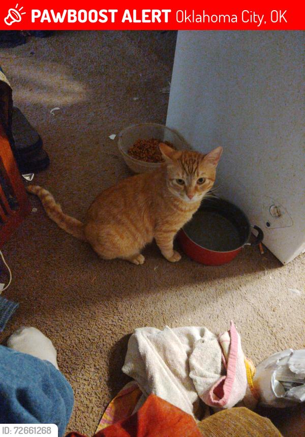 Lost Male Cat last seen 38th North and Geraldine , Oklahoma City, OK 73112