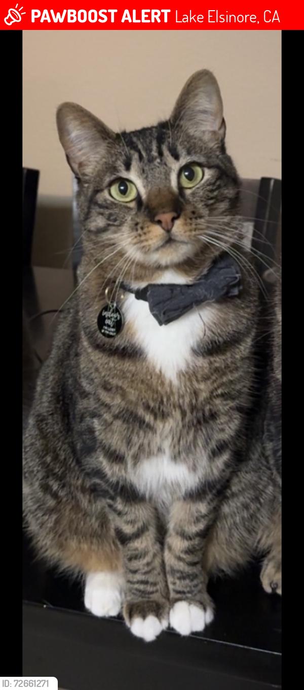 Lost Male Cat last seen Grand ave, Lake Elsinore, CA 92530