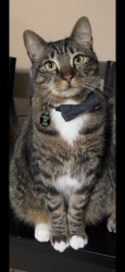 Lost Male Cat last seen Grand ave, Lake Elsinore, CA 92530