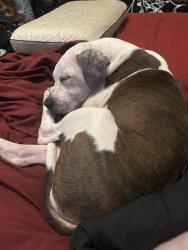 Found/Stray Female Dog last seen West fork and Hays, Cincinnati, OH 45223