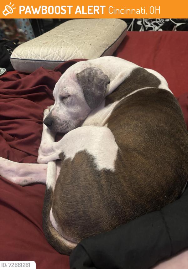 Found/Stray Female Dog last seen West fork and Hays, Cincinnati, OH 45223