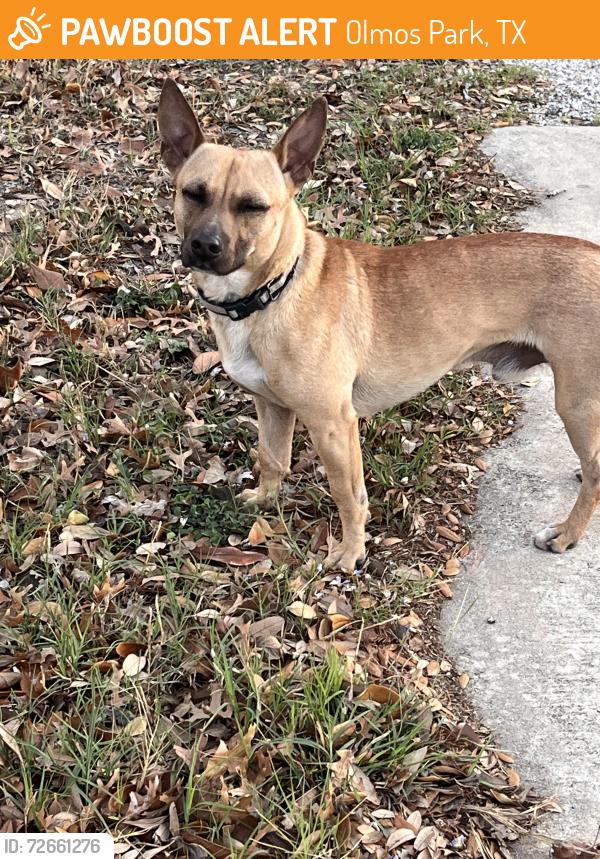 Found/Stray Male Dog last seen Heb Olmos Park, Olmos Park, TX 78212