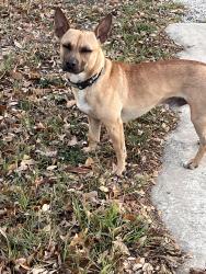 Found/Stray Male Dog last seen Heb Olmos Park, Olmos Park, TX 78212