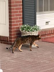 Lost Male Cat last seen Hampden and Clarkson, Englewood, CO 80113