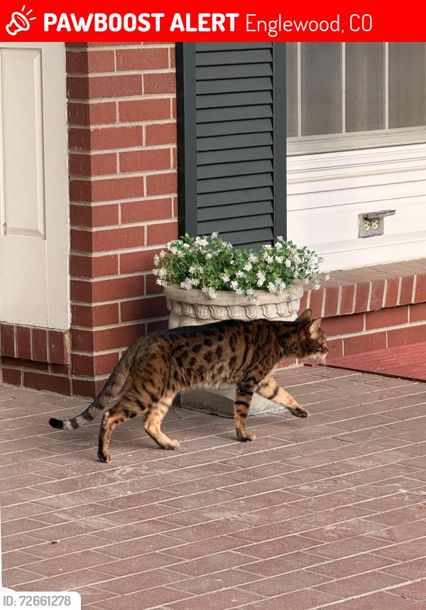 Lost Male Cat last seen Hampden and Clarkson, Englewood, CO 80113