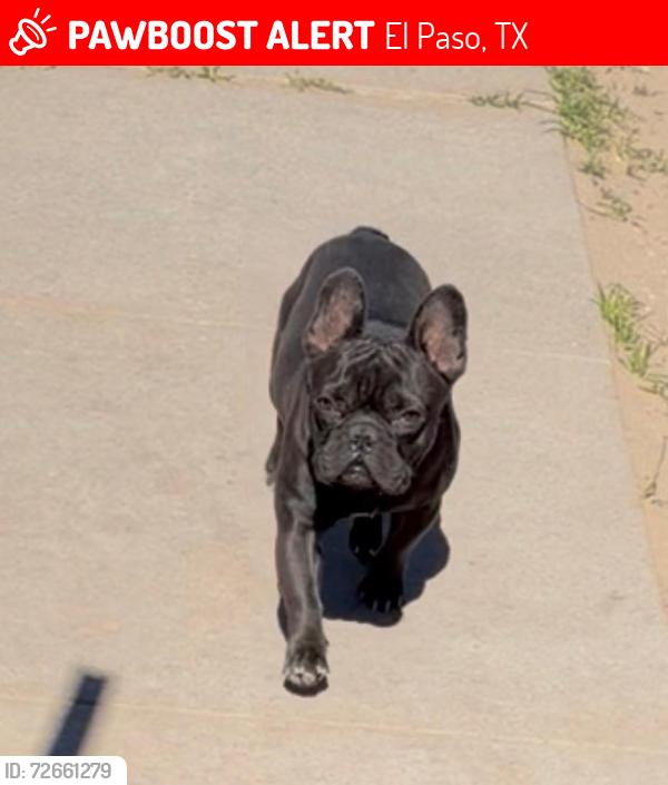 Lost Male Dog last seen Near driver ln and Elis stret, El Paso, TX 79903