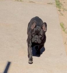 Lost Male Dog last seen Near driver ln and Elis stret, El Paso, TX 79903