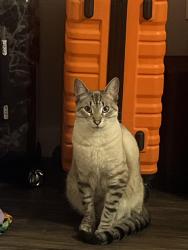 Lost Male Cat last seen Sunny lane, Oklahoma City, OK 73135