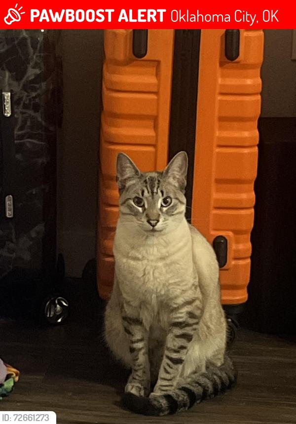 Lost Male Cat last seen Sunny lane, Oklahoma City, OK 73135