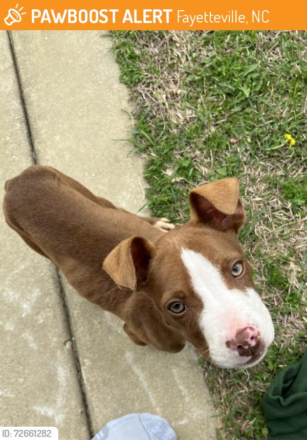 Found/Stray Male Dog last seen Near the Clark Park Nature Center, Fayetteville, NC 28301