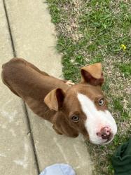 Found/Stray Male Dog last seen Near the Clark Park Nature Center, Fayetteville, NC 28301