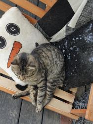 Lost Male Cat last seen Near hwy and sterling , Independence, MO 64054
