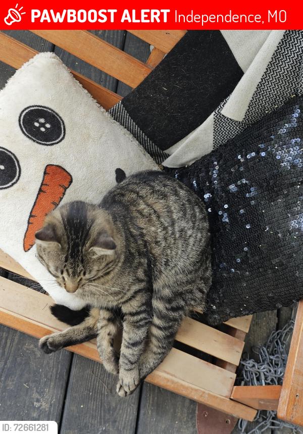 Lost Male Cat last seen Near hwy and sterling , Independence, MO 64054