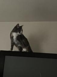 Lost Female Cat last seen Arch and e main, Norristown, PA 19401
