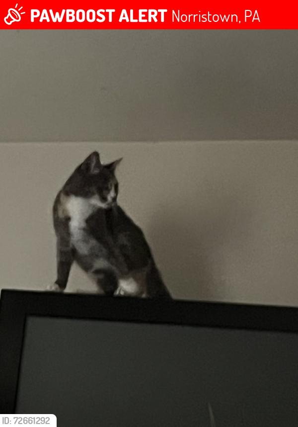 Lost Female Cat last seen Arch and e main, Norristown, PA 19401