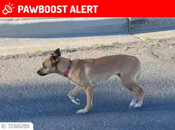 Lost Female Dog last seen Scottsdale Dr & 34th Pl, Yuma Foothills, AZ, Fortuna Foothills, AZ 85367