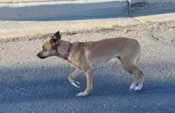 Lost Female Dog last seen Scottsdale Dr & 34th Pl, Yuma Foothills, AZ, Fortuna Foothills, AZ 85367
