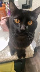 Lost Female Cat last seen Near E Charleston Blvd corona del sol apmts 89104, Las Vegas, NV 89104