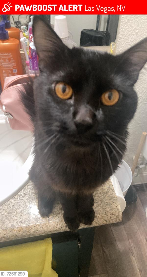 Lost Female Cat last seen Near E Charleston Blvd corona del sol apmts 89104, Las Vegas, NV 89104