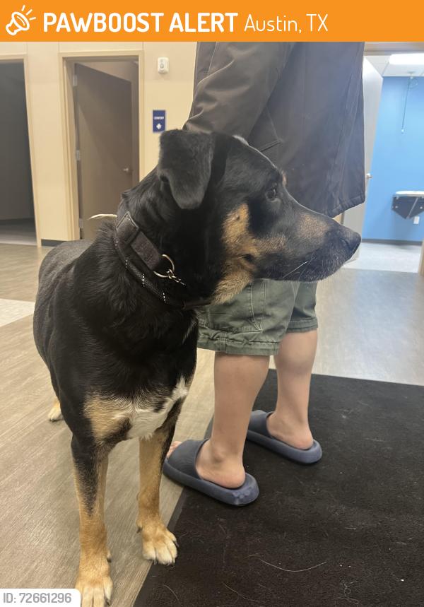 Found/Stray Male Dog last seen Harris Ridge Blvd, Austin, TX 78754