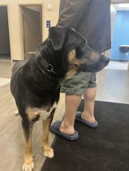 Found/Stray Male Dog last seen Harris Ridge Blvd, Austin, TX 78754