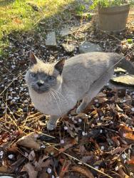 Found/Stray Unknown Cat last seen Stephenson Rd and Rhythm Drive, Apex, NC 27539