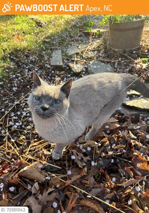 Found/Stray Unknown Cat last seen Stephenson Rd and Rhythm Drive, Apex, NC 27539
