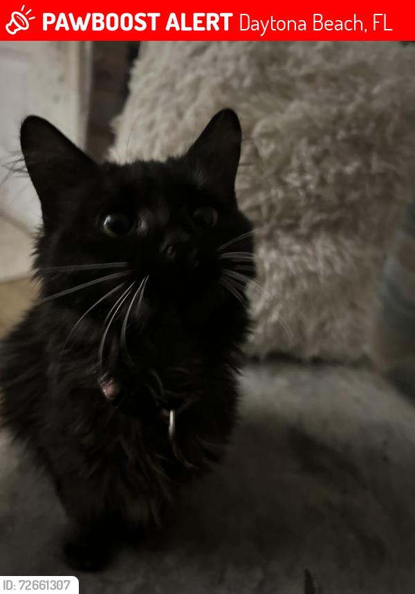 Lost Female Cat last seen Near Sandra ave, Daytona Beach, FL 32114