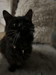 Lost Female Cat last seen Near Sandra ave, Daytona Beach, FL 32114