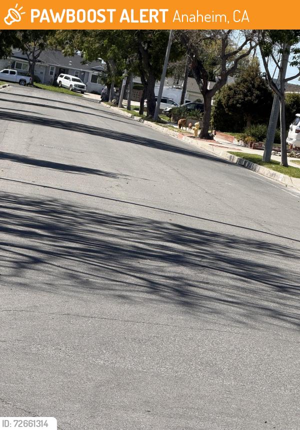 Found/Stray Unknown Dog last seen Euclid and Niobe , Anaheim, CA 92804