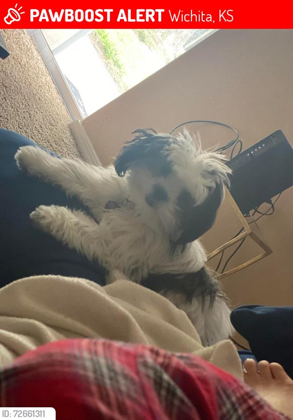 Lost Male Dog last seen East 13th st and N Grove st. , Wichita, KS 67208