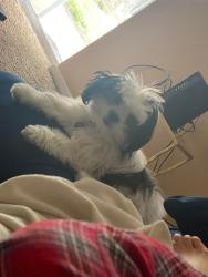 Lost Male Dog last seen East 13th st and N Grove st. , Wichita, KS 67208