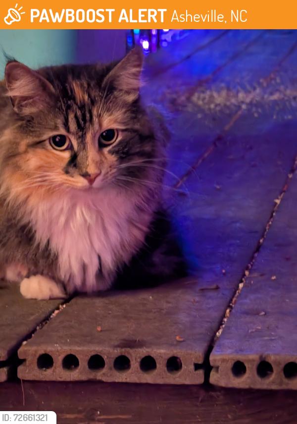 Found/Stray Unknown Cat last seen Onteora Blvd. Asheville, Asheville, NC 28803