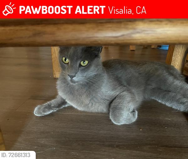 Lost Male Cat last seen Tulare and cotta, Visalia, CA 93292