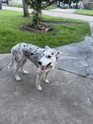 Found/Stray Female Dog last seen Near Tiltree st. and Stover st., Houston, TX 77075