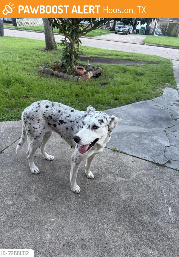 Found/Stray Female Dog last seen Near Tiltree st. and Stover st., Houston, TX 77075
