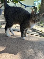 Lost Male Cat last seen Gordon Loop North , Brooksville, FL 34601