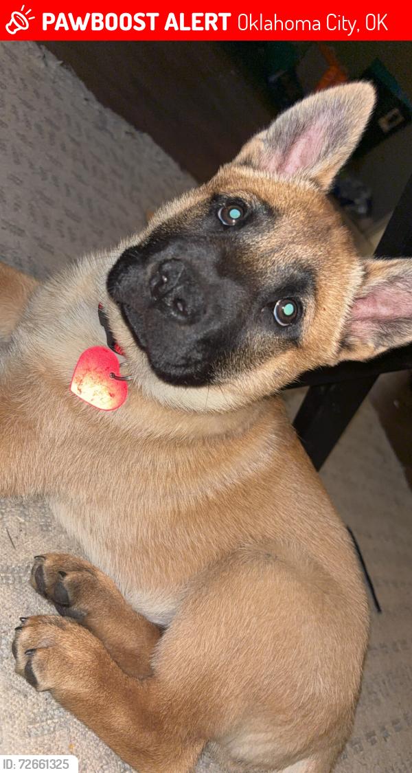 Lost Male Dog last seen James Monroe Elementary , Oklahoma City, OK 73112